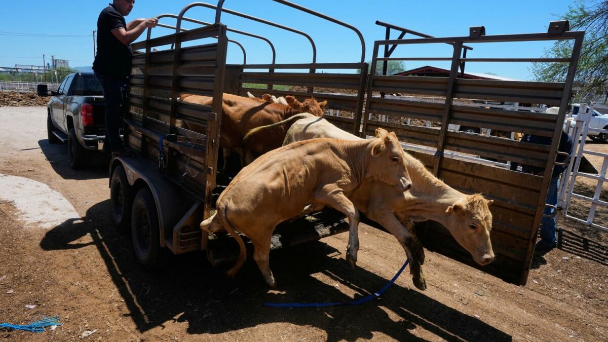 A rancher unloads calves at the pens of the regional cattle ranchers association ahead of the announced reopening of the U.S. border to Mexican cattle imports, in Hermosillo, Mexico, Monday, Aug. 17, 2026.