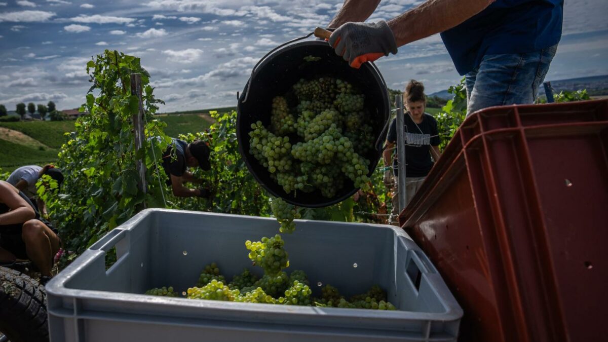 Champagne growers are racing to pick grapes during the region’s earliest harvest on record.