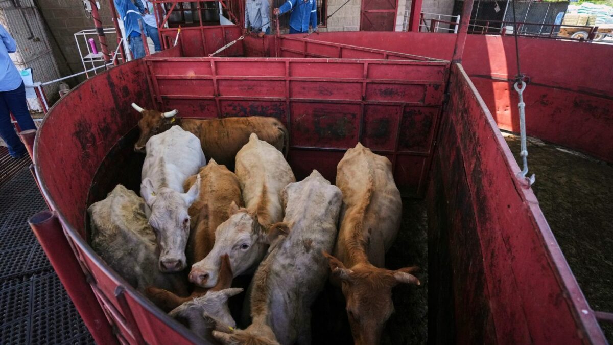 Photo of cows huddled together