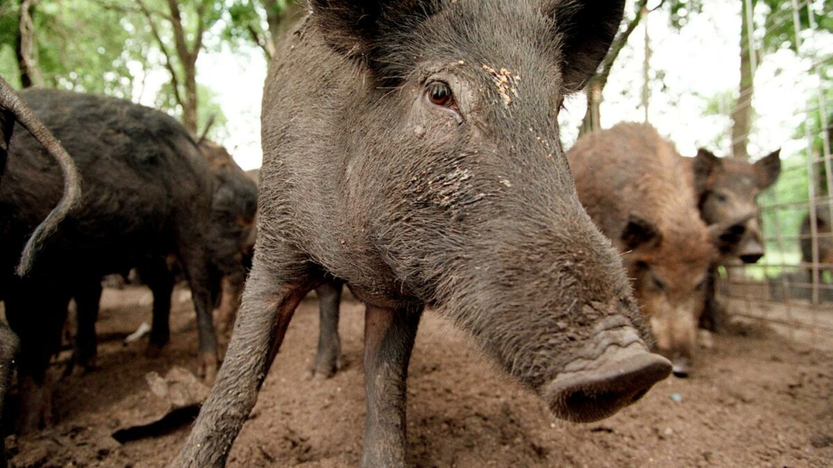 feral hogs