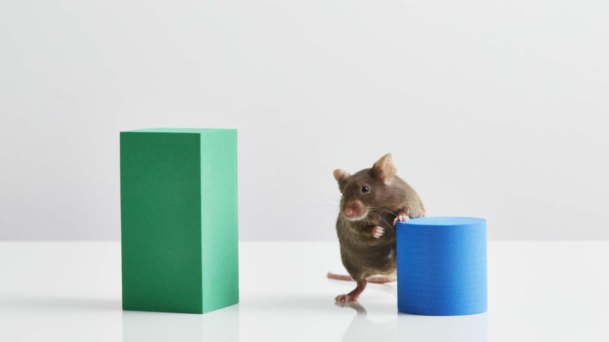 Alcoholic lab mice are helping scientists unlock which part of the brain makes us want to drink