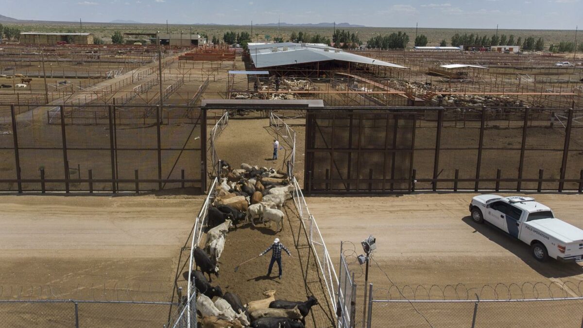 Workers process cattle imported from Mexico at the Santa Teresa International Export/Import livestock crossing in New Mexico in 2019. The U.S. will begin reopening the border to Mexican cattle imports on Aug. 24.
