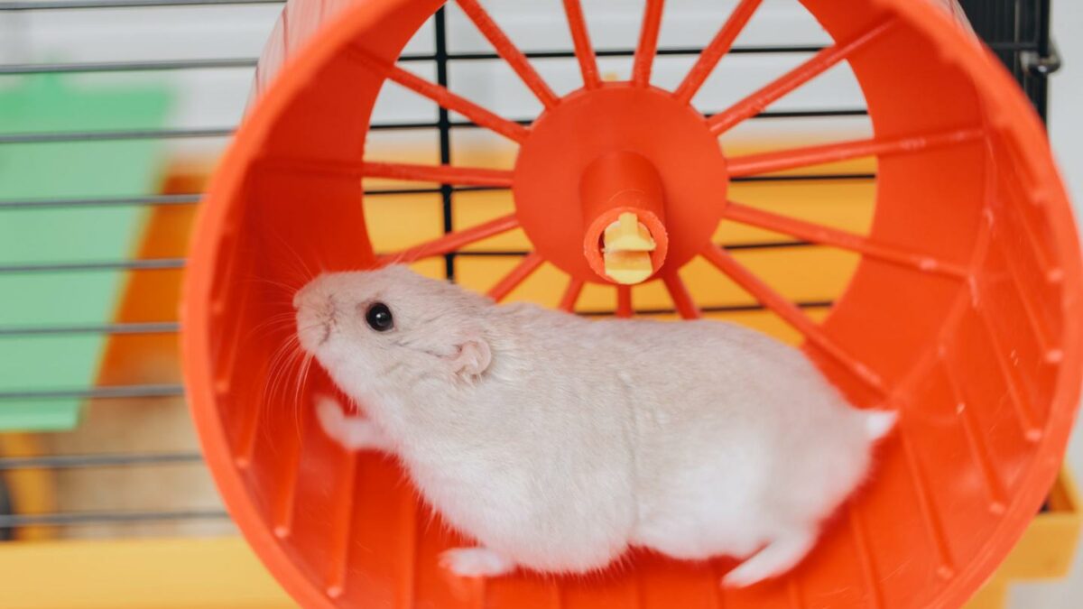 The U.S. economy is running hot and stuck on a hamster wheel as GDP growth must outpace borrowing costs—or risk getting sucked into a debt spiral