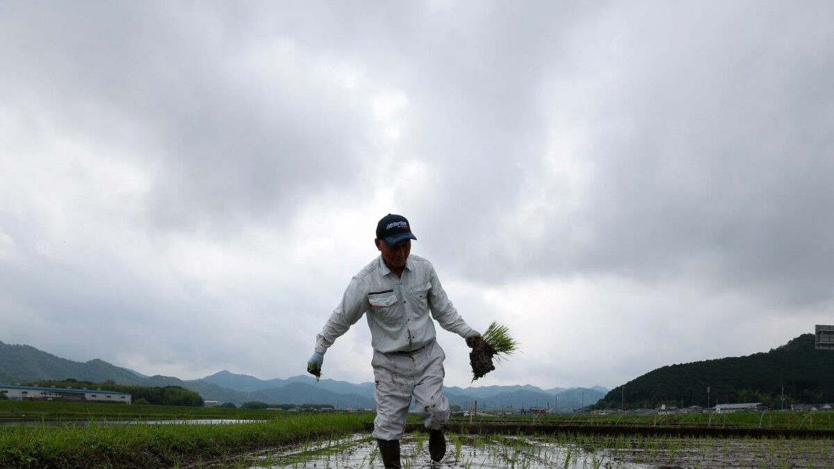 How Japan went from a rice shortage to a rice surplus in two years, as climate change, tourism, and a U.S. trade fight collided