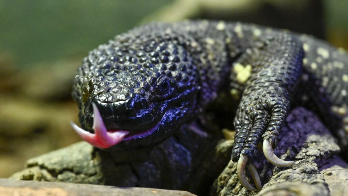 What a desert lizard teaches us about patents and the GLP-1 revolution